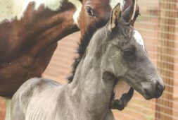 © Saratoga Stud